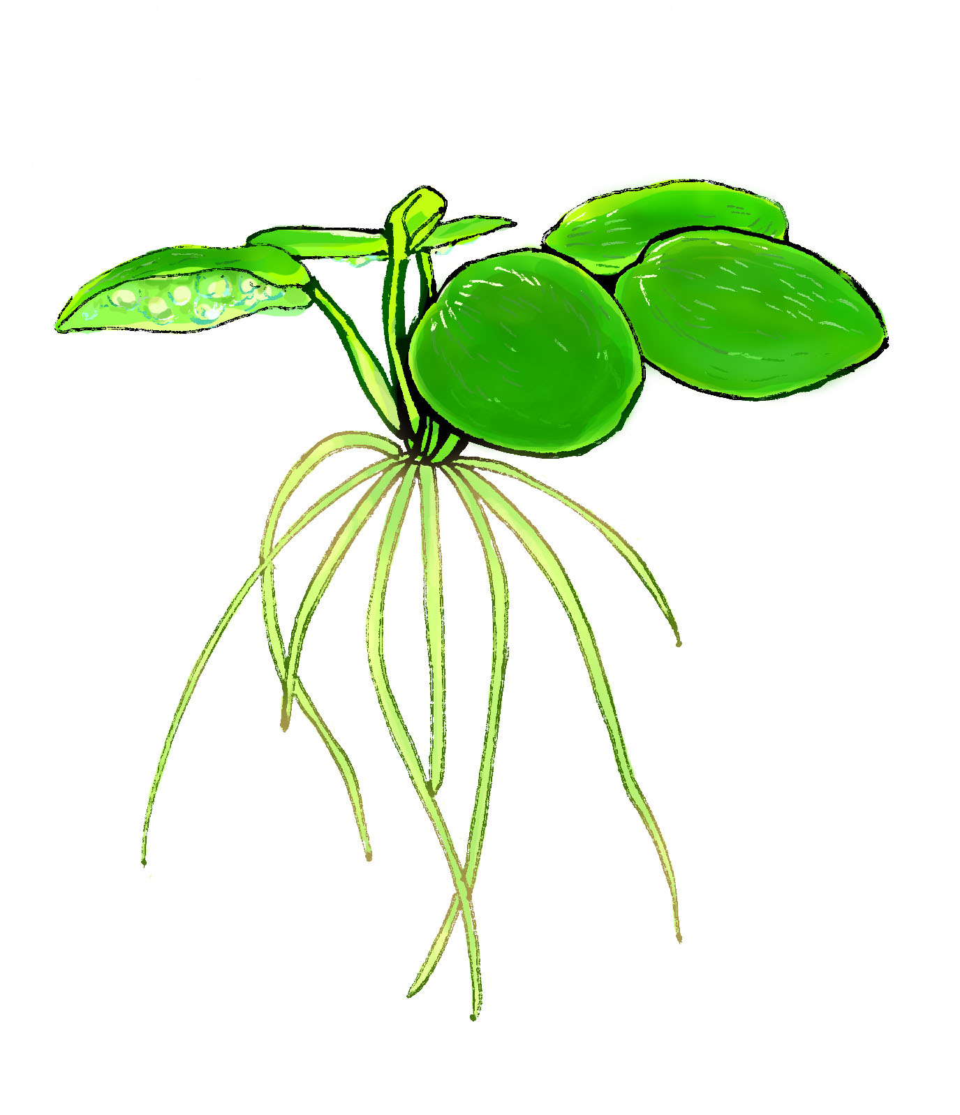 Illustration by Satoko Nakajima