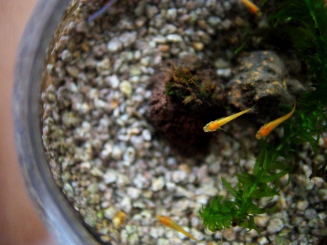 Orange medaka near the gravel bottom of an outdoor container, seen from above