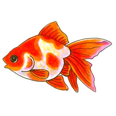 Hand-drawn illustration of a sarasa ryukin goldfish